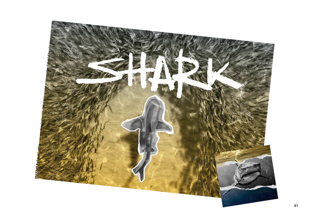 SHARK41